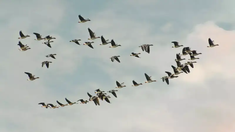 wilde-ganzen-vlucht-v-formatie-geese-flight-formation-standard.webp