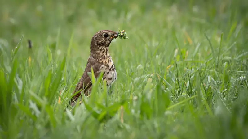 zanglijster-turdus-philomelos-song-thrush-standard.webp