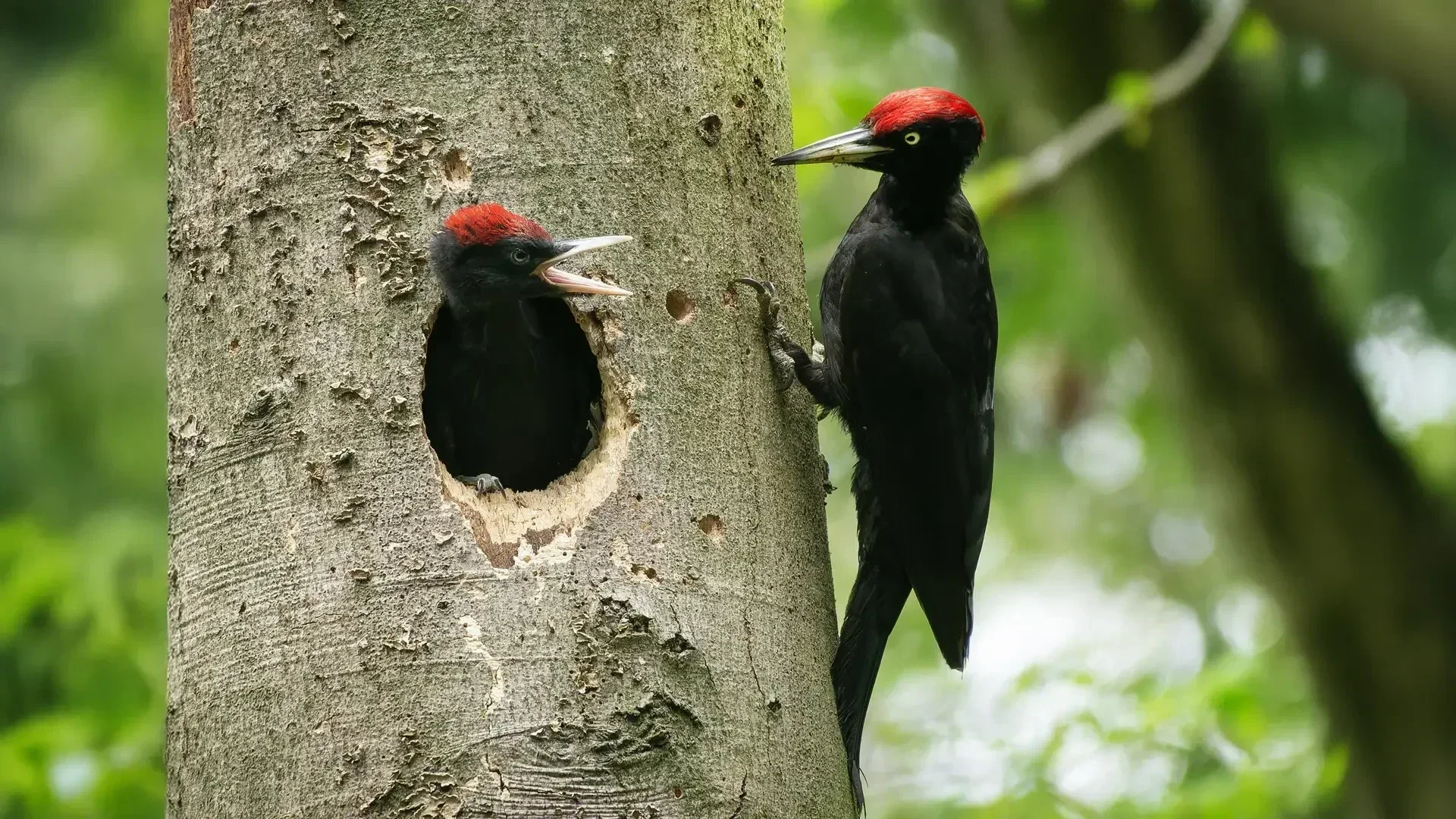 A male Black woodpecker against a tree looking at his young.