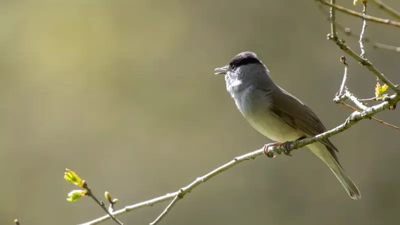 zwartkop-man-zingend-tak-sylvia-atricapilla-blackcap-singing-standard.webp