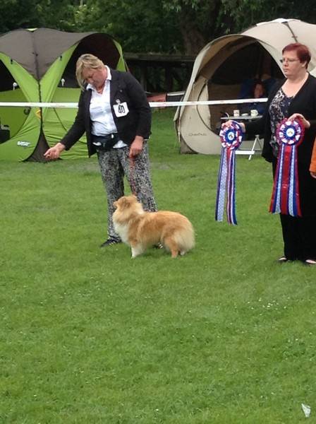 23 juni 2013: Clubmatch Gevelsberg (Duitsland) Kaylies got the CC and BOB – judge was Mrs Kay Hateley