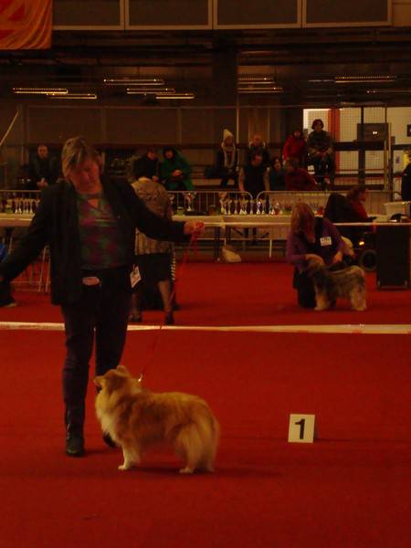 23 februari 2014: CACIB-show Gent, Kaylies was BOB and got the CACIB!