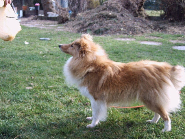 Cassandra Van Den Horenbilck - Casey