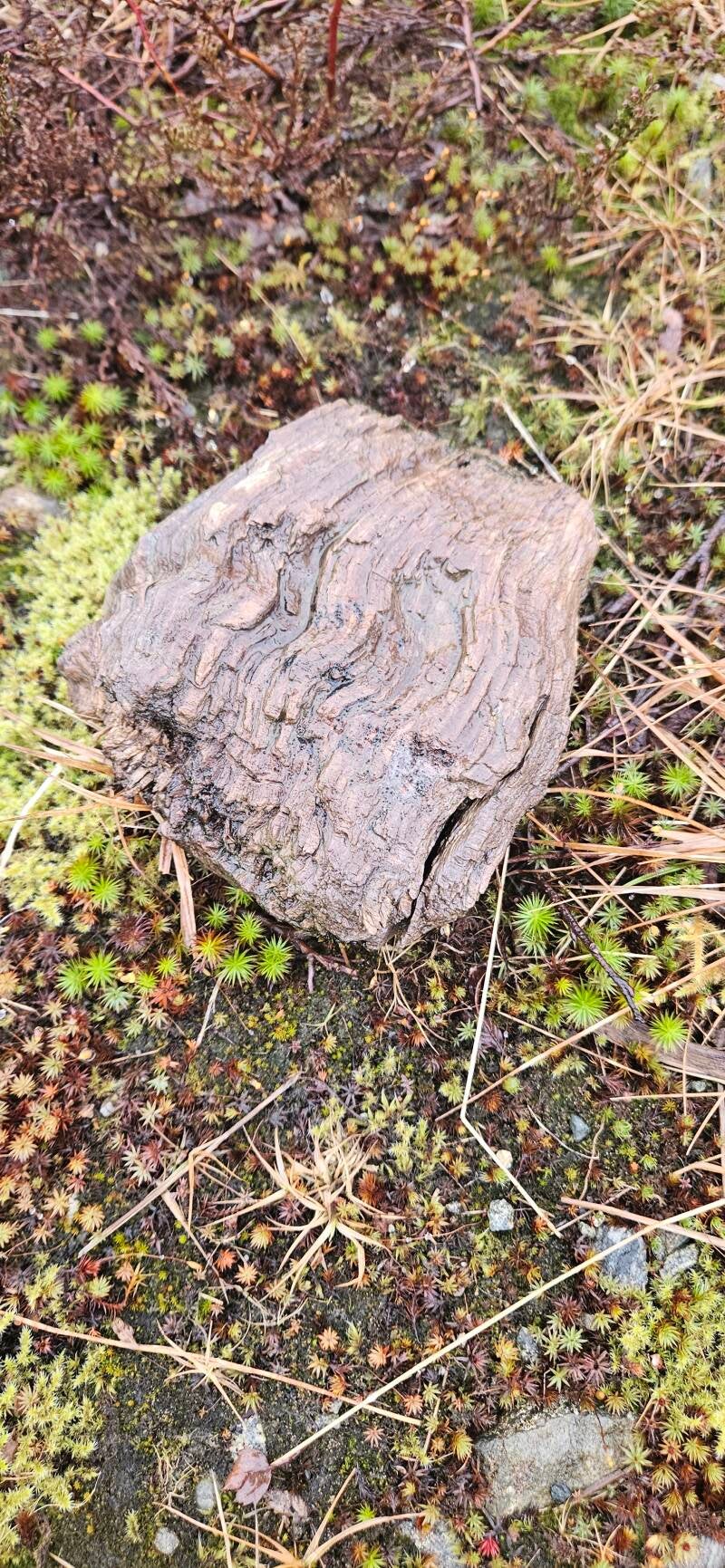 Trestubbe 02.03.2025