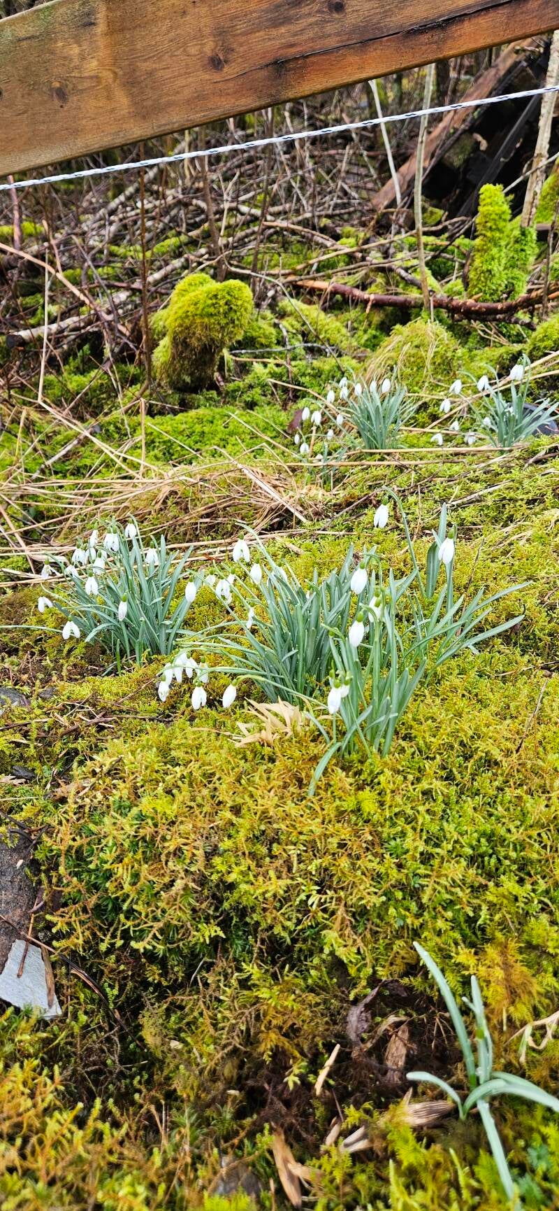 Våren har meldt sin ankomst 06.03.2025 