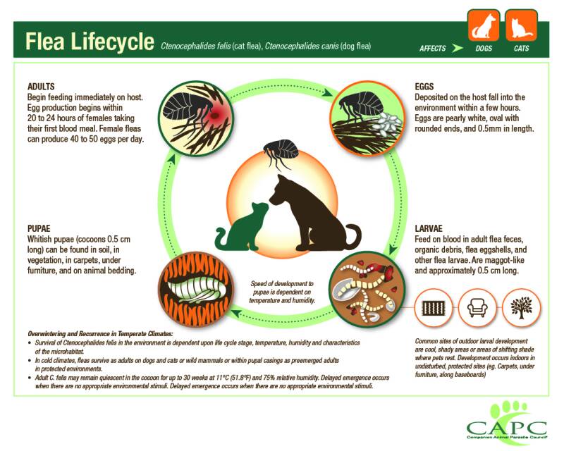 Infographic from CAPC of flea life cycle.