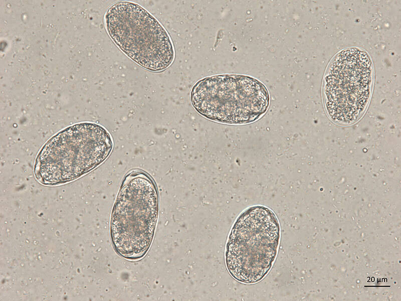 Microscopic image of hookworm eggs, a common intestinal parasite affecting dogs and cats in Florida.