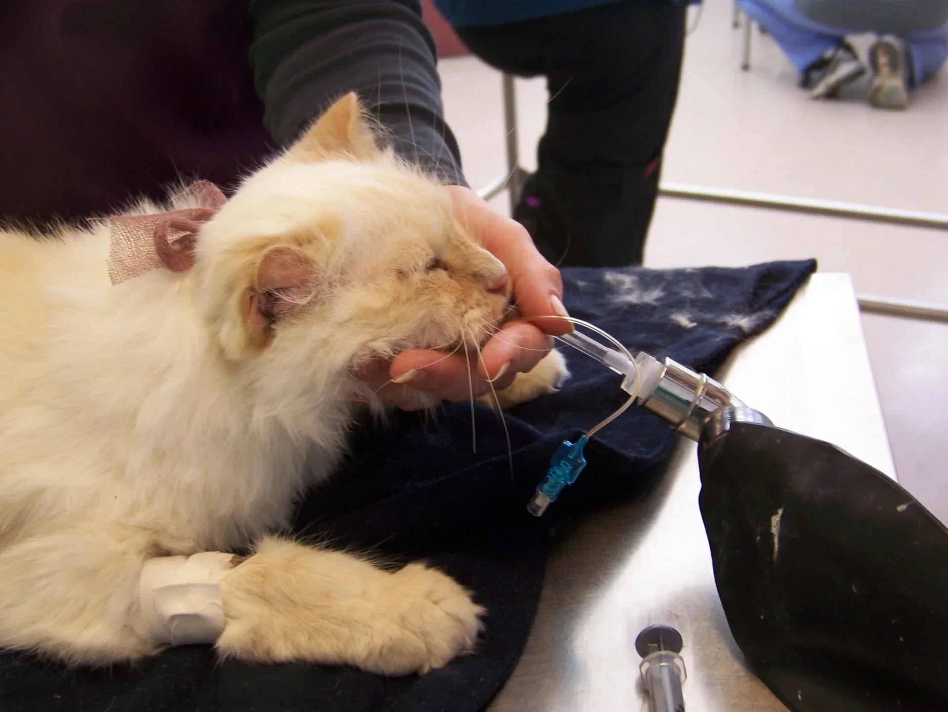 Cat under anesthesia preparing for his dental procedure at Paws Bay Animal Hospital Oldsmar Tampa, FL.