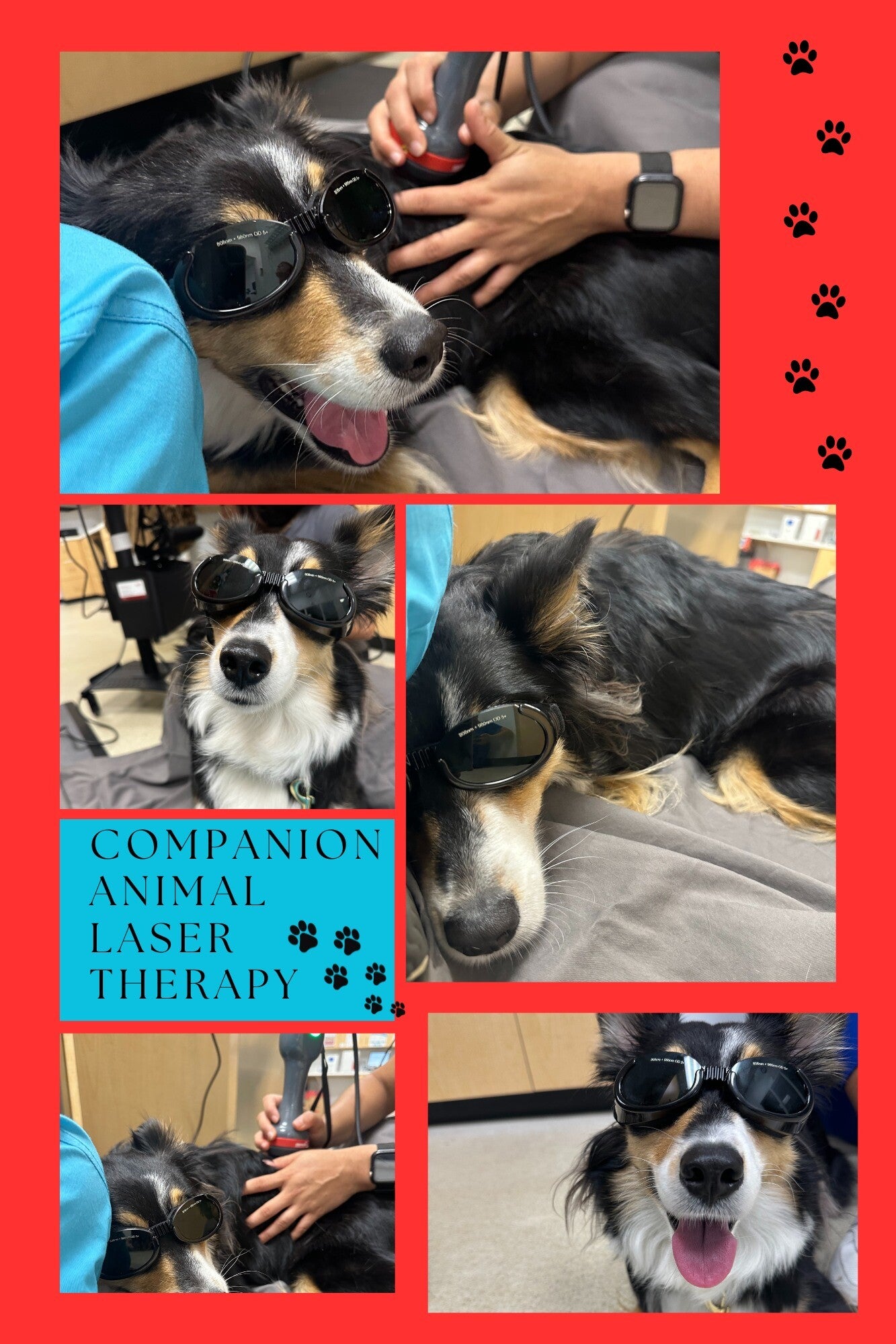 Dog wearing glasses and receiving laser treatment to relieve pain from her muscle injury.