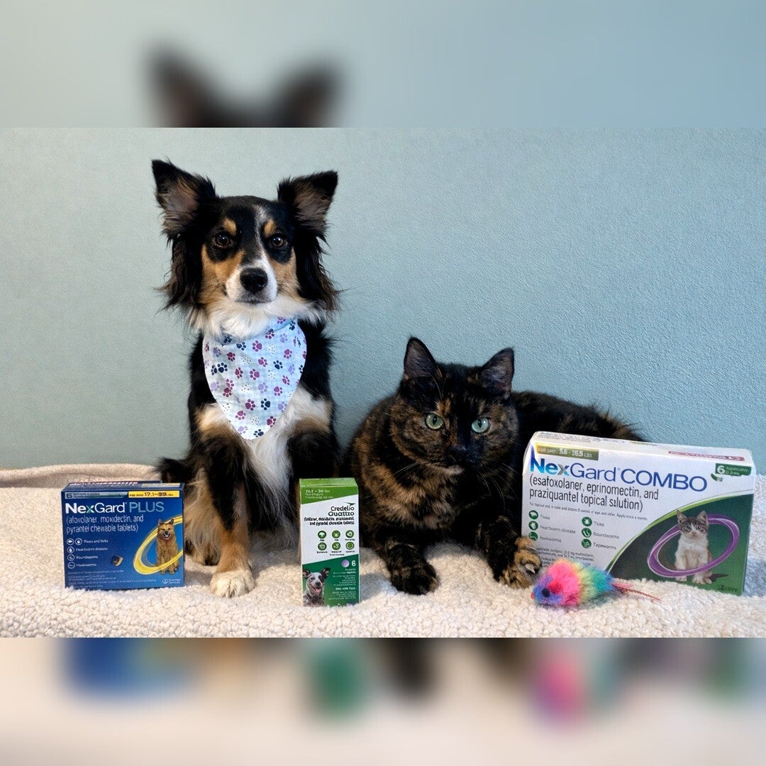 Dog and cat sitting together with flea,tick,heartworm prevention credelio and nexgard.