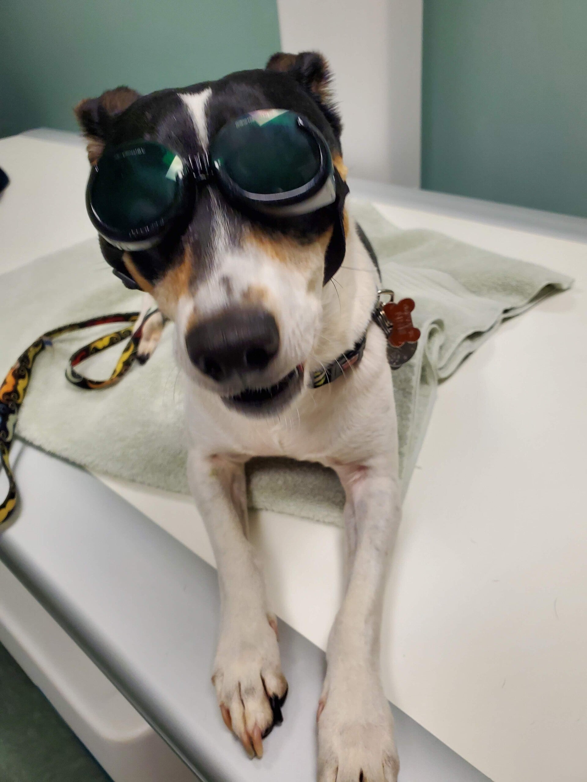 Dog wearing glasses preparing for therapeutic laser treatment to treat his arthritis pain.