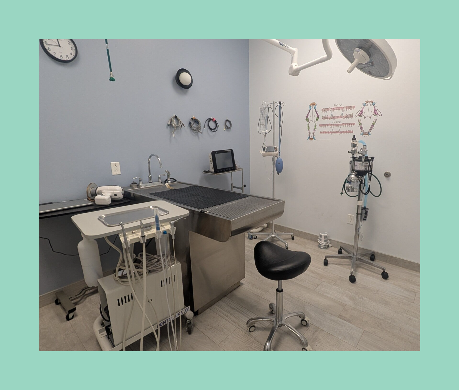 Dedicated high quality dental room with digital radiographs and excellent anesthesia monitoring at Paws Bay Animal Hospital.