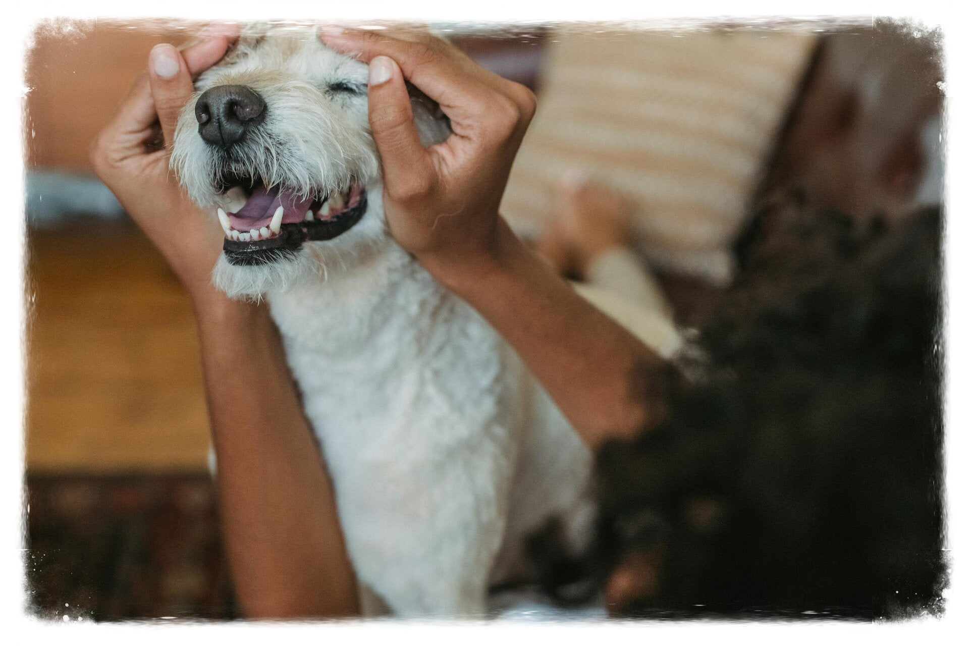 Happy dog with his owner.