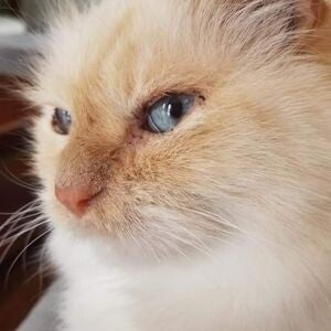 flame point himalayan cat Seamus owned by Dr. Highbrown