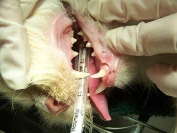 Clean healthy cat teeth after a professional veterinary dental cleaning performed under anesthesia to support pet oral health.