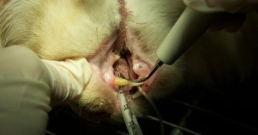 Professional veterinary dental cleaning performed under anesthesia to support pet oral health.