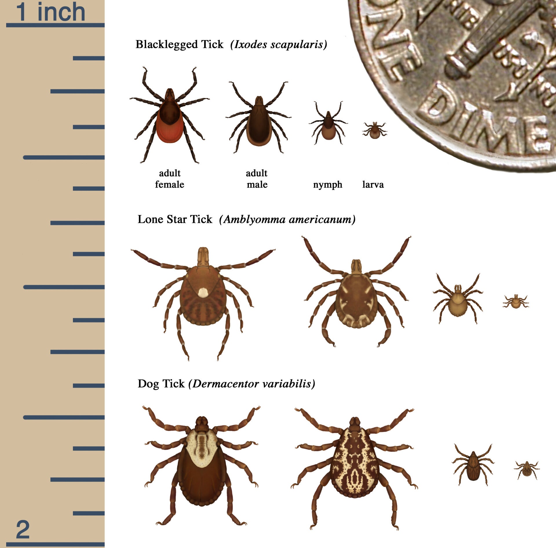 Infographic of tick identification and size comparison of life stages.