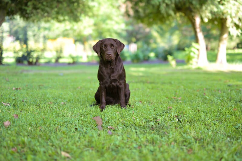 Laurem Hill This is The Way 6 months