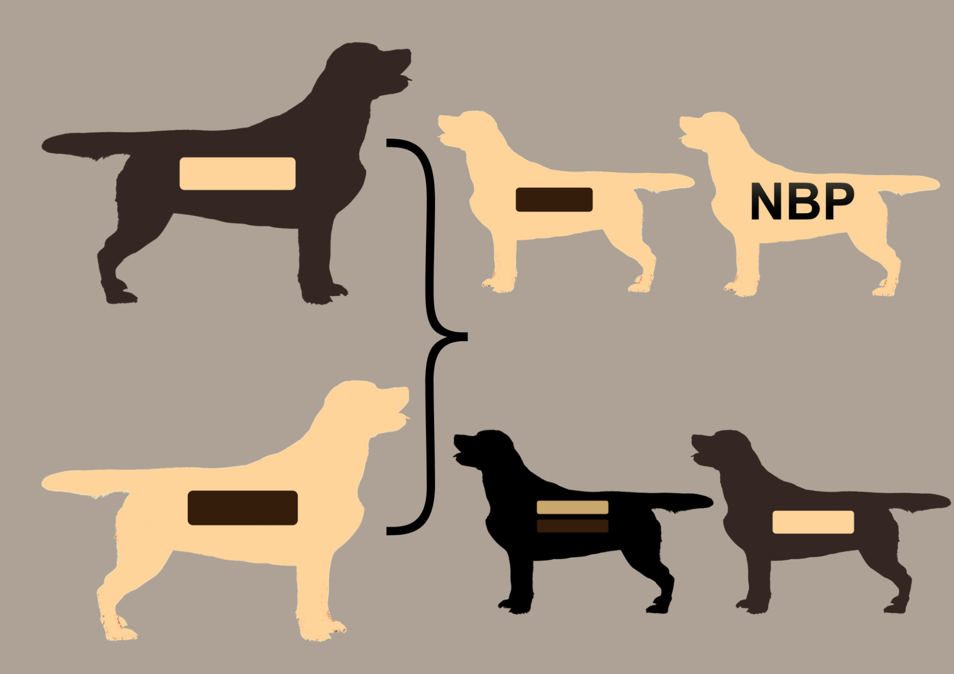 EEbb to EEbb = 100% EEbb