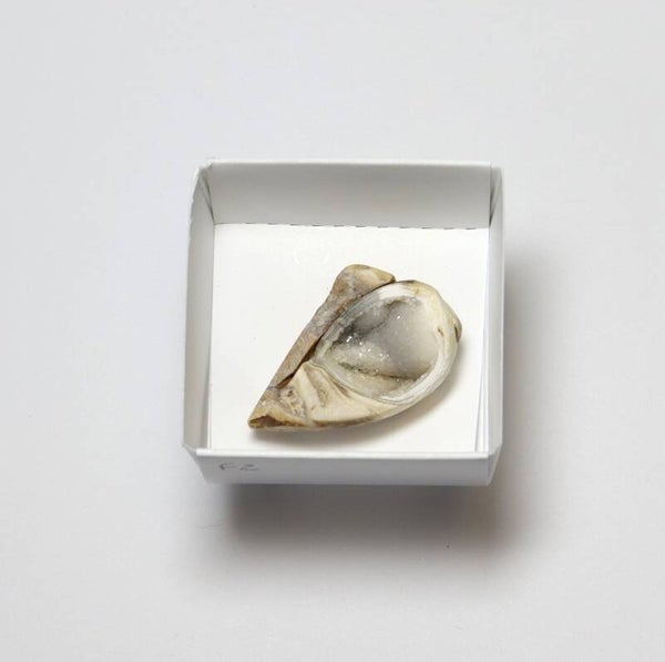 Gekristalliseerde schelp