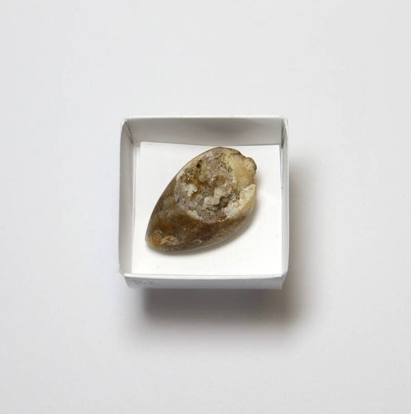 Gekristalliseerde schelp