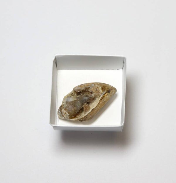 Gekristalliseerde schelp