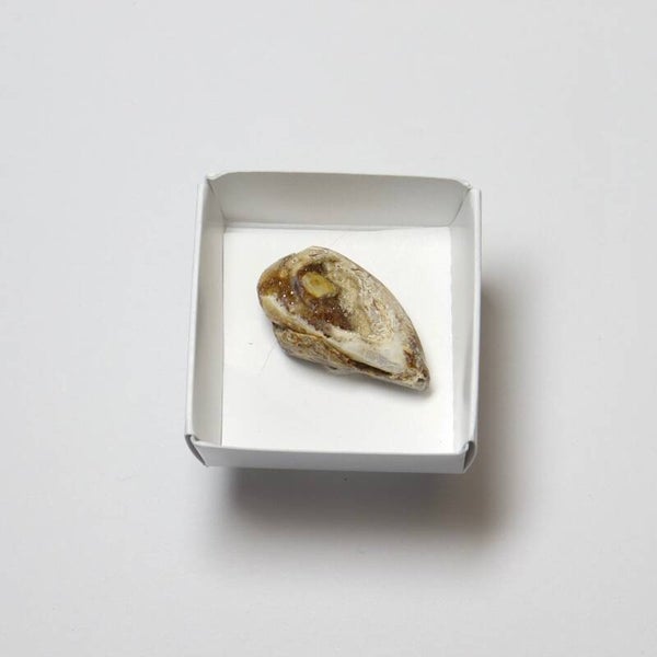Gekristalliseerde schelp