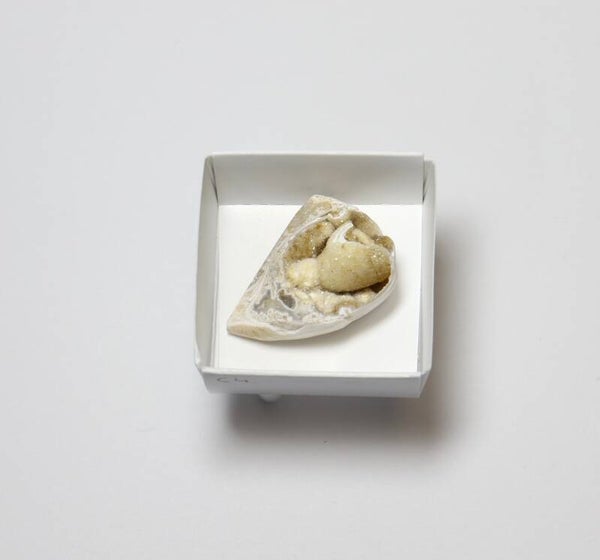 Gekristalliseerde schelp
