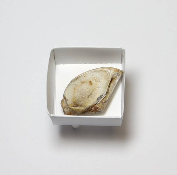 Gekristalliseerde schelp