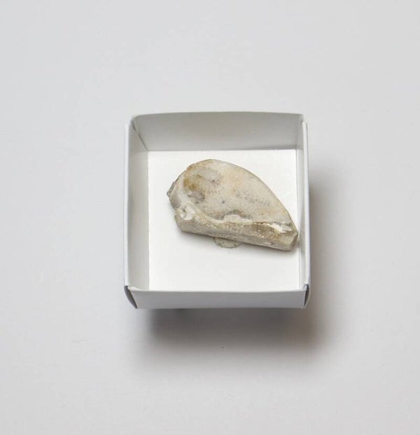 Gekristalliseerde schelp