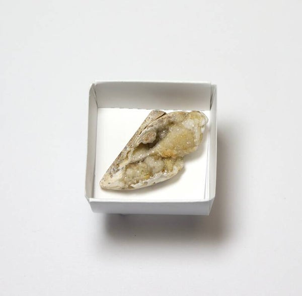 Gekristalliseerde schelp