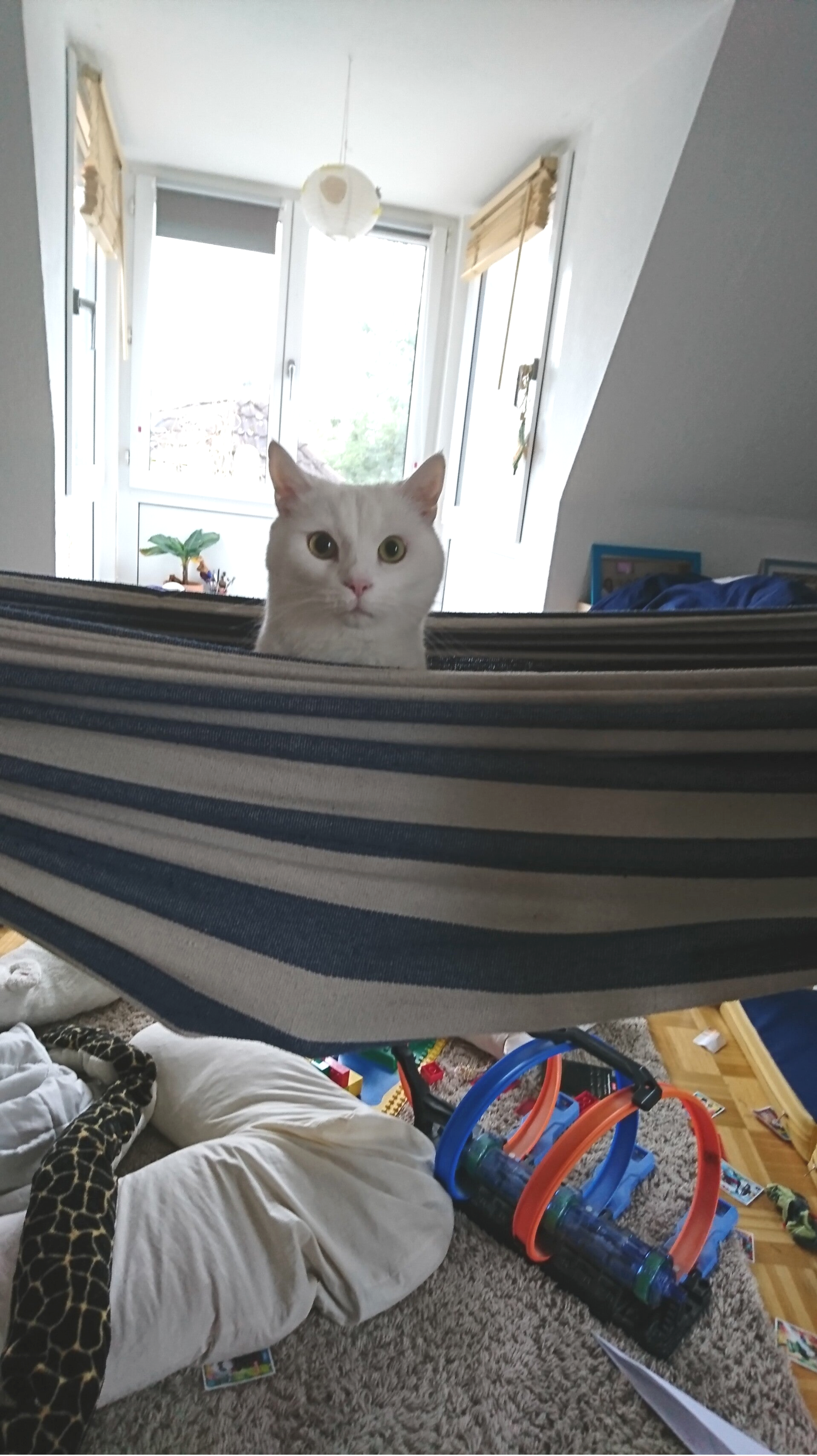 Tiere als Freunde