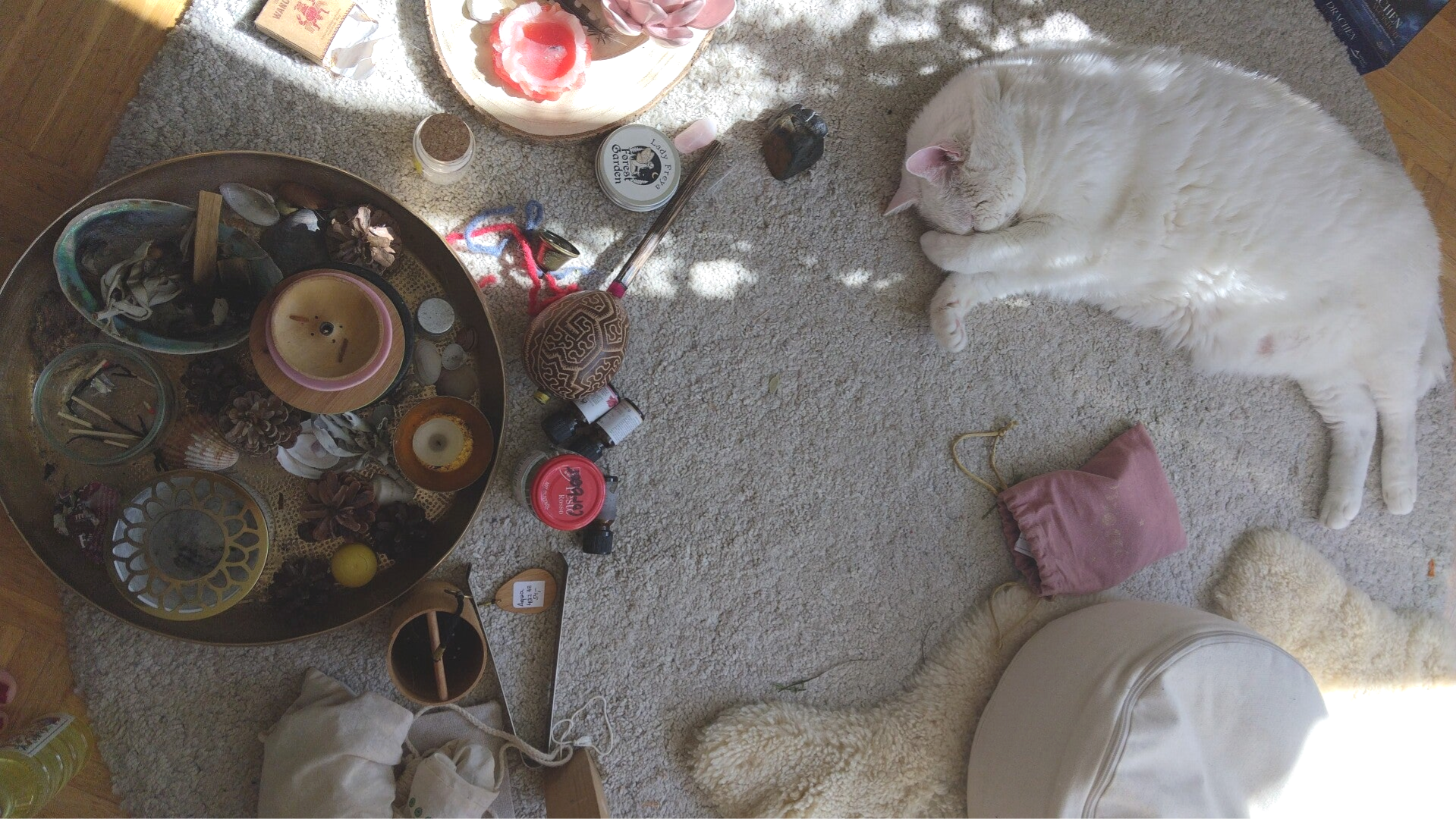 Meine Katzen sind Teil meines spirituellen Weges