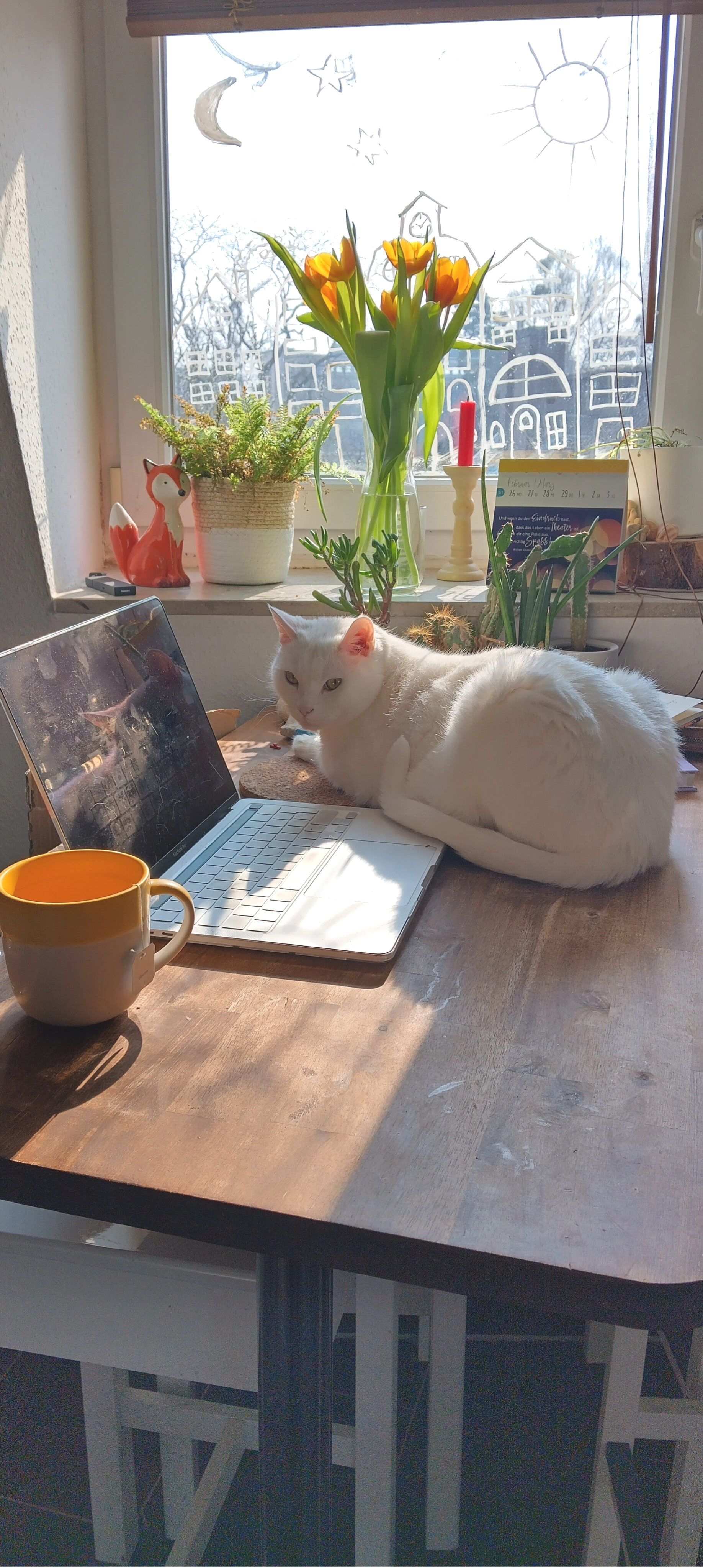 Katzen begleiten unsere Seele