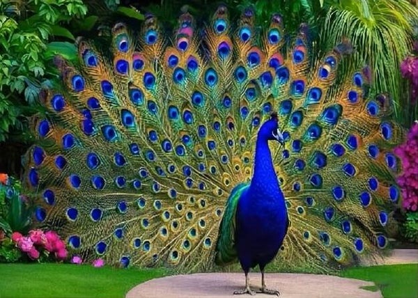 nr 142 Diamond Painting pauw 50x40cm (rond)