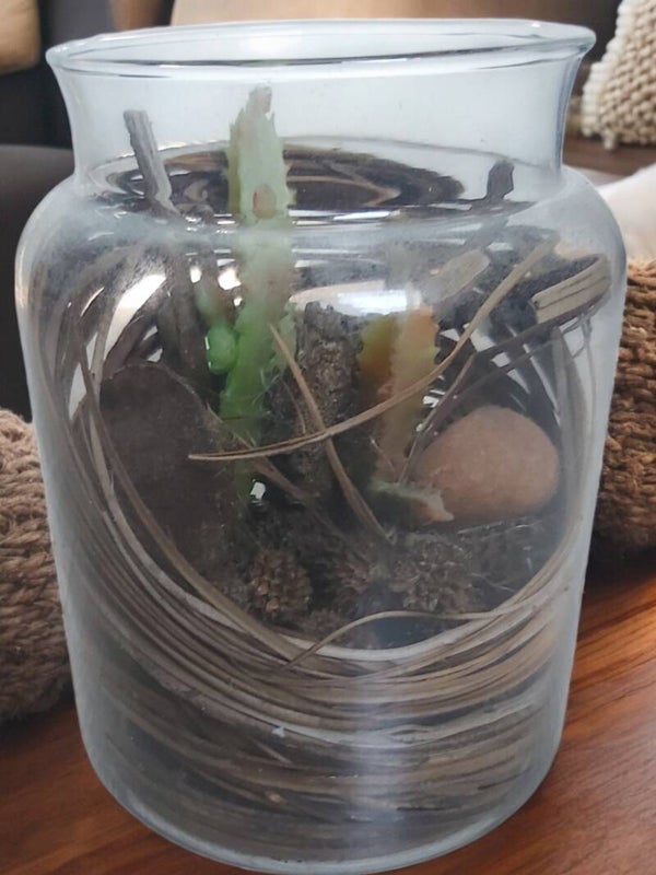 Glas gevuld met sierplantjes