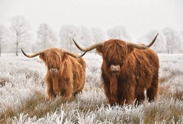 50x40cm Diamond Painting hooglanders sneeuw (vierkant) nr 7