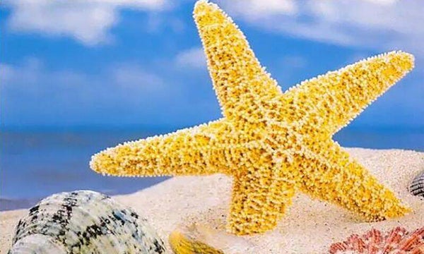 Diamond Painting strand zeester 30x20cm (ronde steentjes)