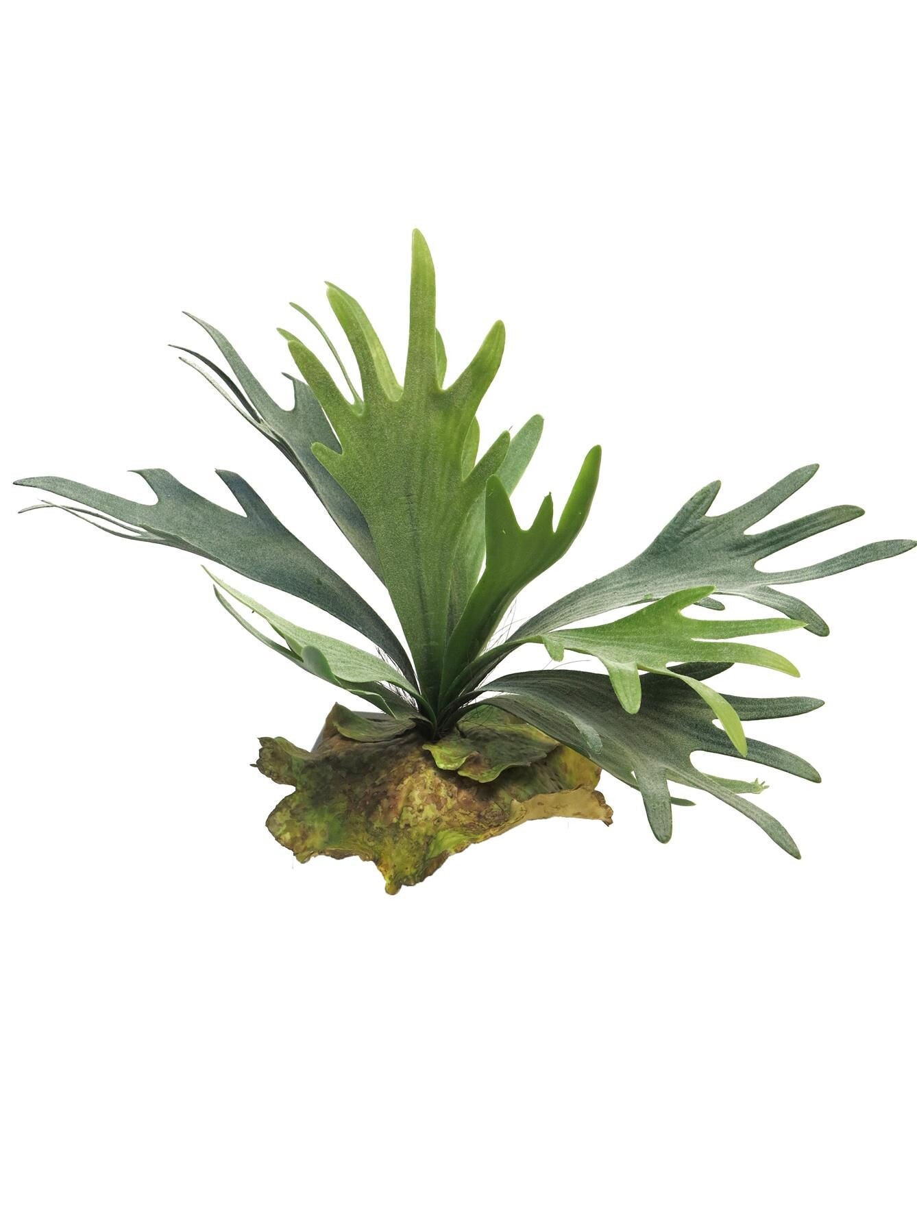 Platycerium tt green 27cm