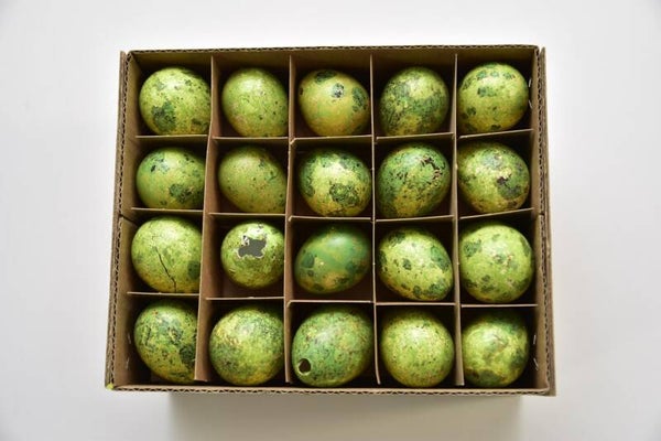 Doos á 60 kwarteleieren Groen