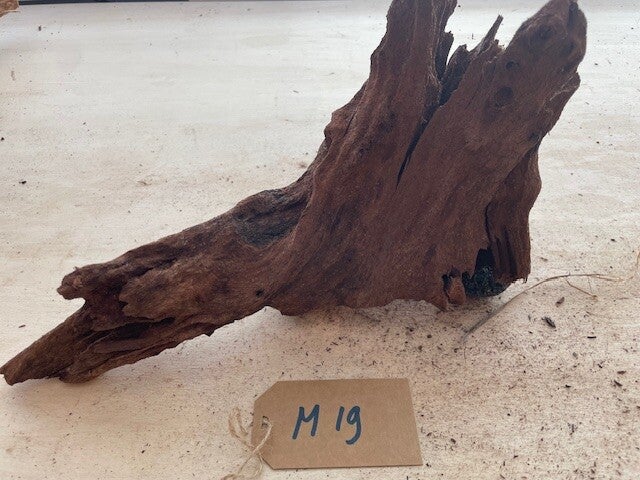 Driftwood size M19