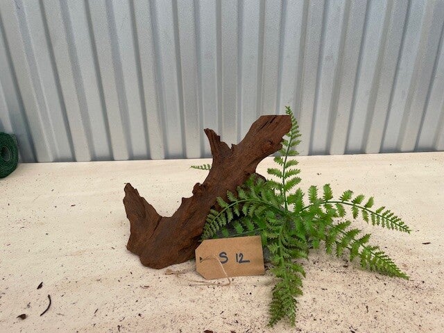 Driftwood size S12