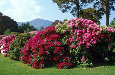 muckrossgardens.bmp