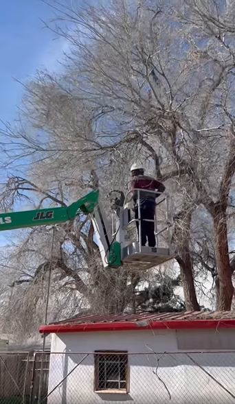 tree-cutting-standard.png