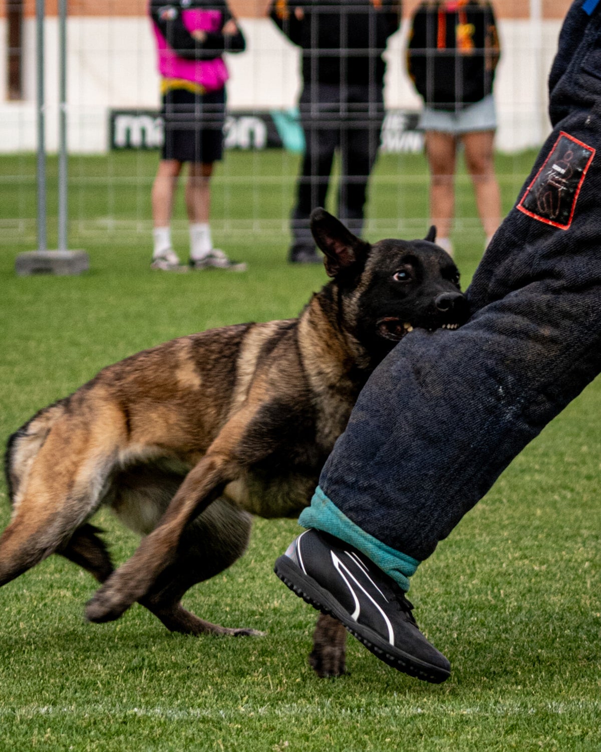 International Sport Dog Technology