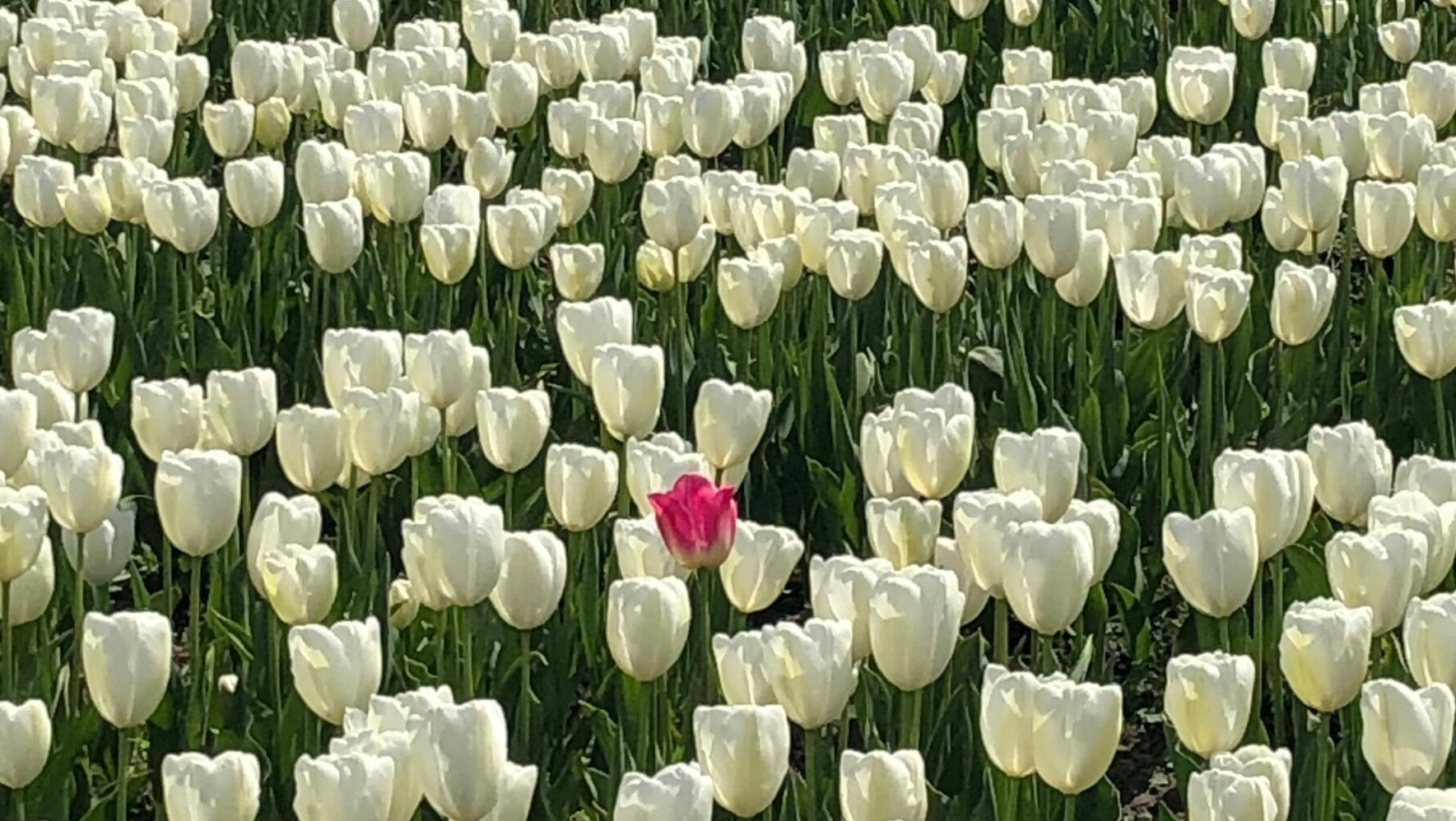 Field of white tulips with one pink tulip in center