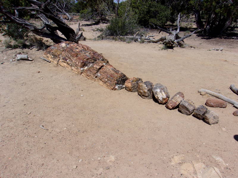 Escalante. versteen hout