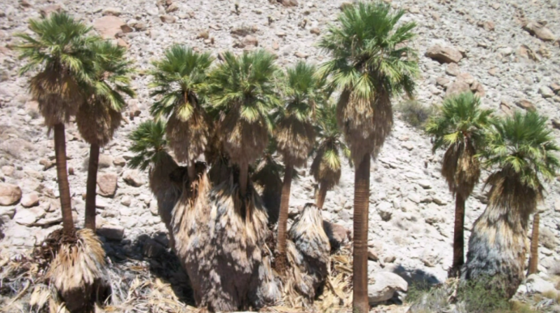 Anza Borrego diep in het zuiden van California met vele oasissen, formaties en canyons