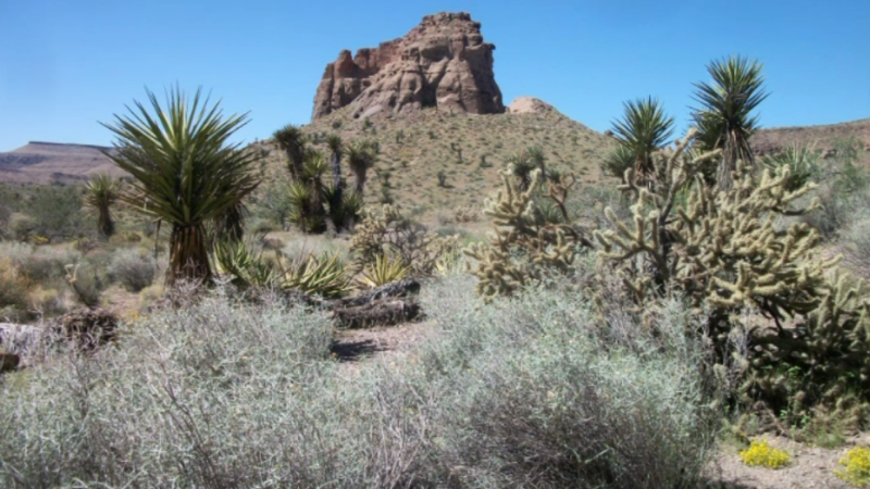 Bansbee canyon, grote verscheidenheid aan vegetatie en rotsformaties