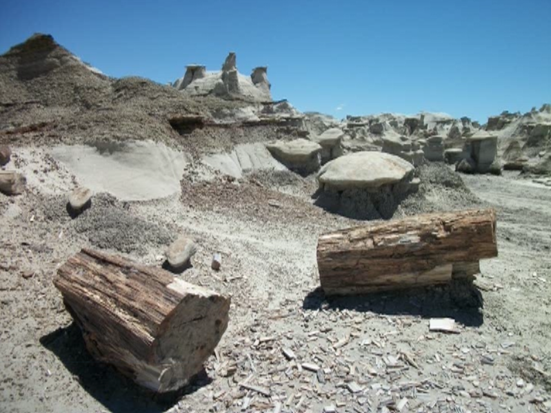 Bisti, ook hier is versteend hout dat zeer kleurrijk is te ontdekken. omdat de zandlagen afnemen komen deze, soms wel hele bomen, tevoorschijn